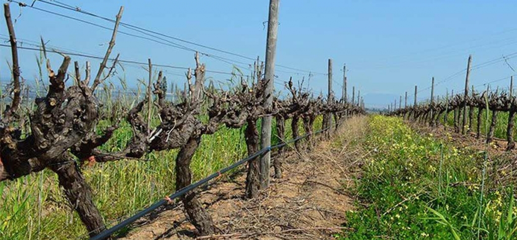 pinotage.jpg