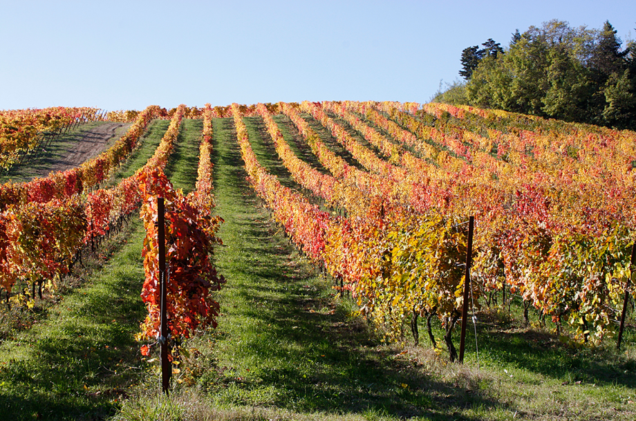 Le-Marche-wineries-920x609.png