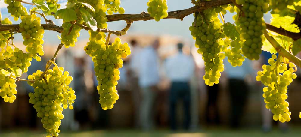 s059-161-chardonnay-synposium.jpg