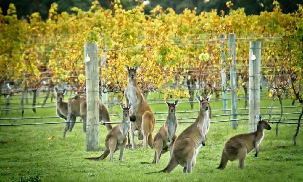 Australian-wineries-900x600.jpg