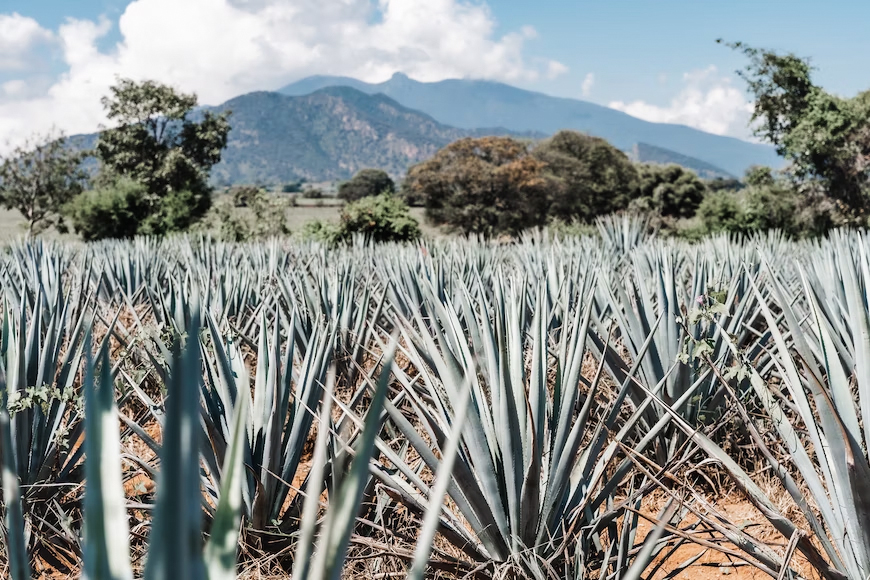 photo-1634130132261-3bdf61051454.jpg photo-1634130132261-3bdf61051454.jpg