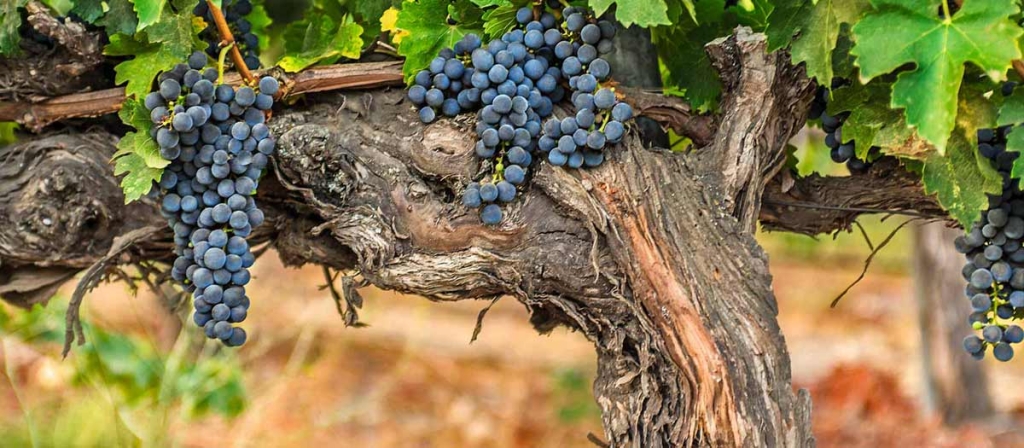 koehler_winery_vines_and_fruit_crop.jpg