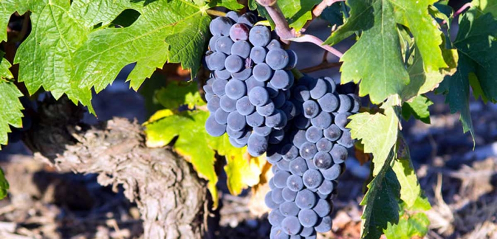 carmenere_eng_690.jpg