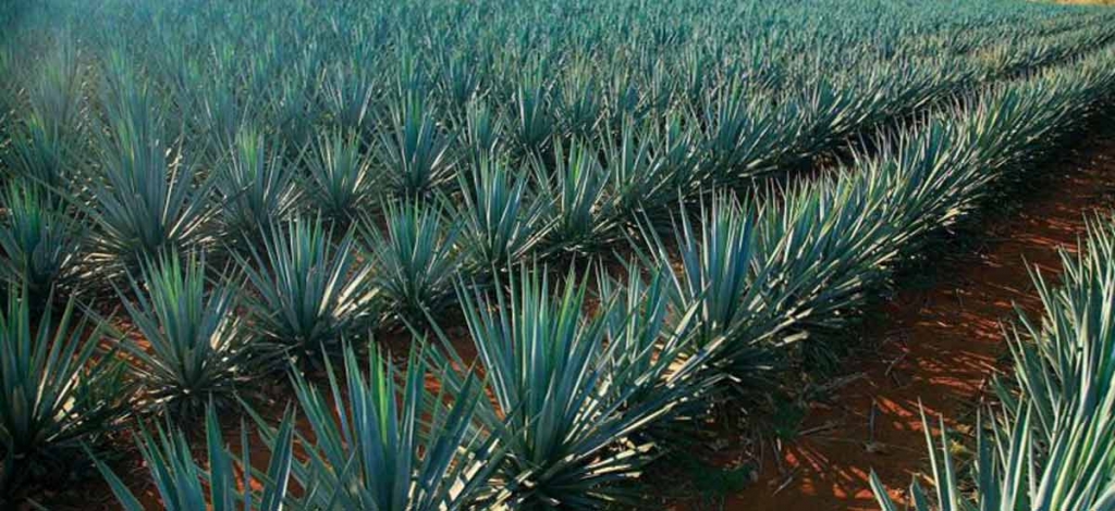 agave1.jpg