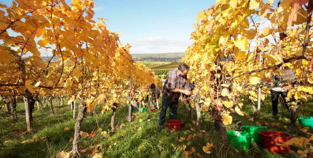 Dautel-German-Wines-Harvest.jpg