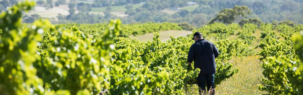 Vineyard-Management_1900.jpg