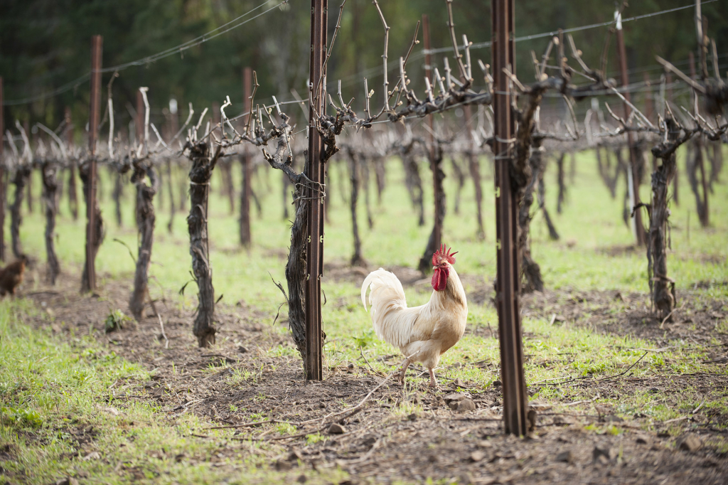 organic-vineyard-with-chickens_Credit_Nathaniel_Frey_1920x1280.jpg