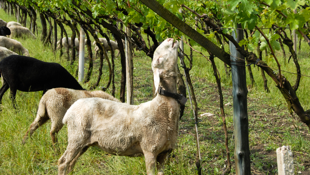 SFD_Biodynamic_5_Lowengang_Lageder_CR_Alois_Lageder_2520x1420.jpg