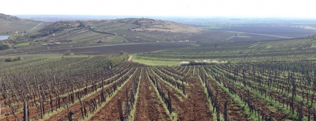 Tokaj-wine-region_vineyards.jpg